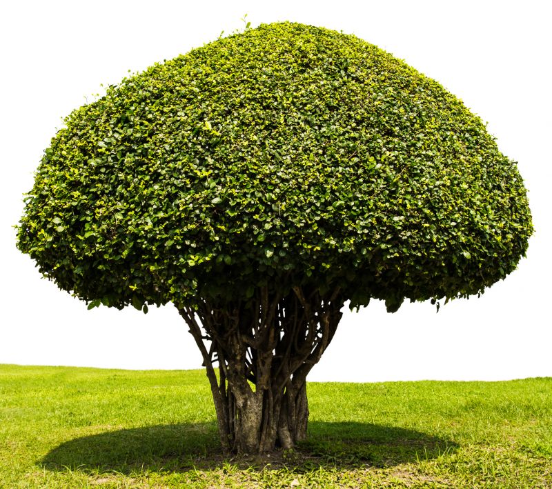 Pruned Shrub Shape