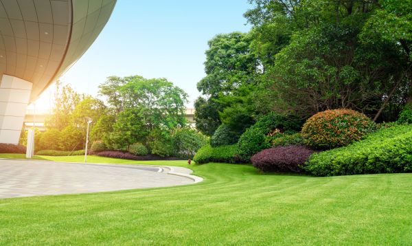 Commercial Shrub Trimming in Clovis