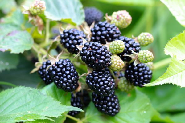 Blackberry Bush Removal in Clovis