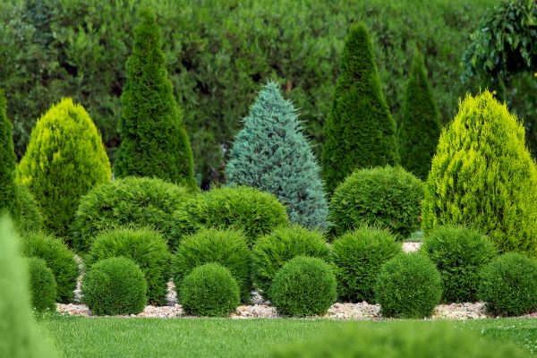 Cost of Bush Shaping Service in Clovis