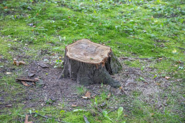Bush Stump Removal in Clovis