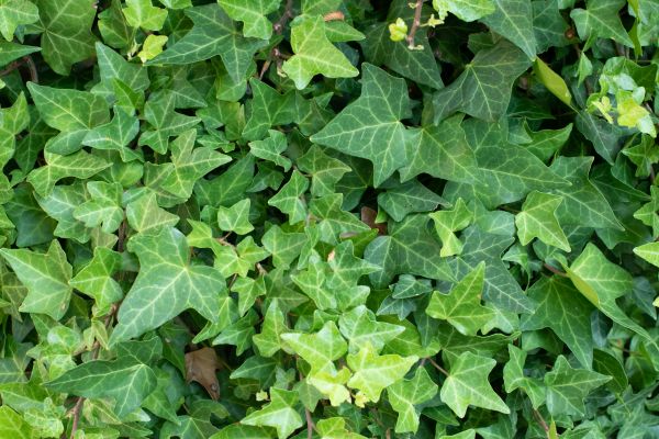Cost of English Ivy Removal in Clovis