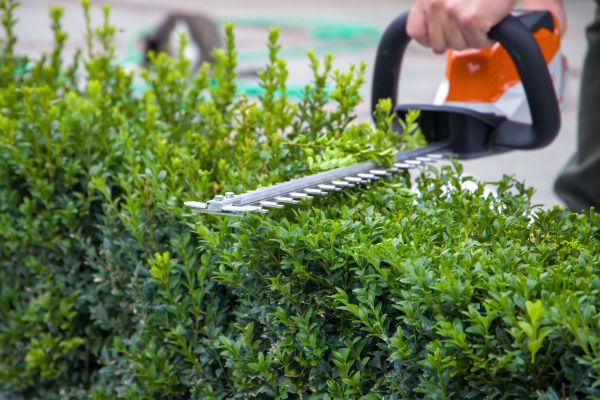 Hedge Pruning in Clovis