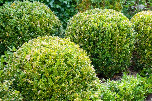 Cost of Landscape Trimming Service in Clovis