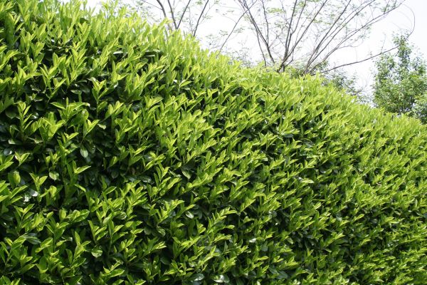 Cost of Laurel Removal in Clovis