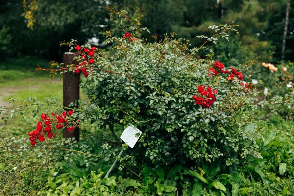 Cost of Rose Bush Removal in Clovis
