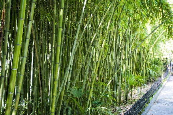 Cost of Bamboo Root Removal in Clovis