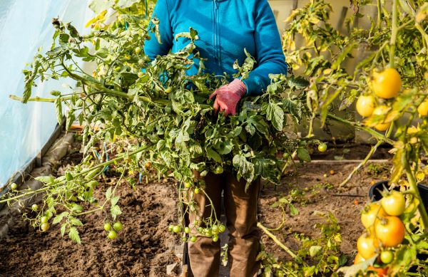 Cost of Garden Plant Removal in Clovis