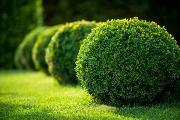 Bush Pruning in Clovis