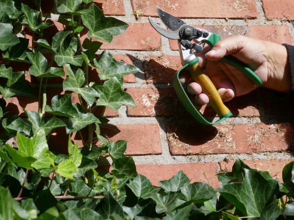 Cost of Ivy Removal Service in Clovis