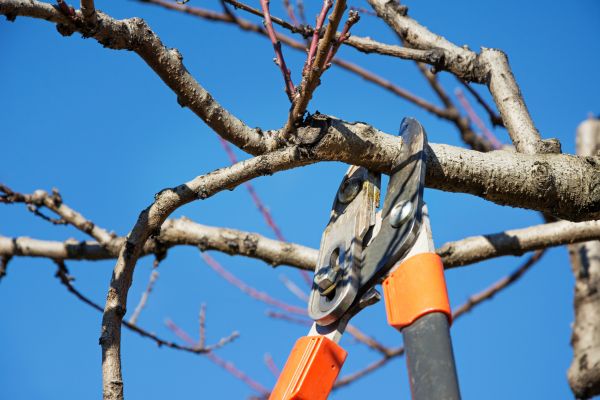 Cost of Selective Pruning in Clovis