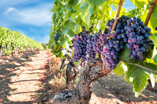 Grapevine Pruning in Clovis