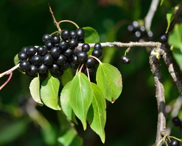 Buckthorn Removal in Clovis