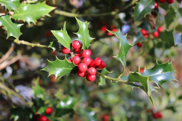 Holly Tree Trimming in Clovis