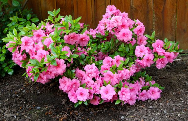 Cost of Azaleas Removal in Clovis