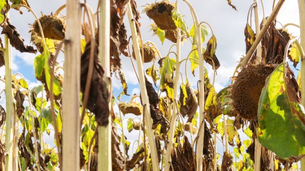 Cost of Dead Plant Removal in Clovis