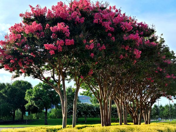 Crepe Myrtle Pruning in Clovis