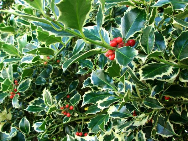 Holly Bushes Trimming in Clovis