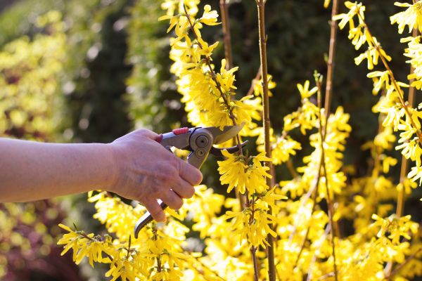 Forsythia Pruning in Clovis