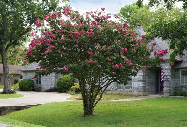 Crepe Myrtle Trimming in Clovis