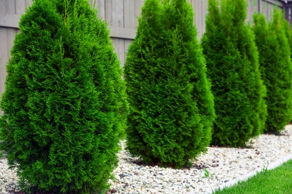 Cost of Arborvitae Removal in Clovis