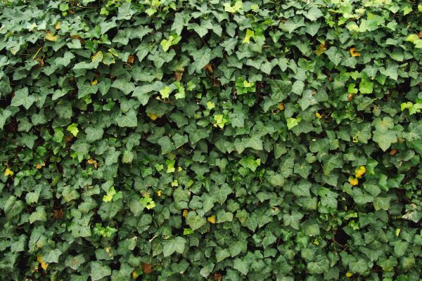 Cost of Ivy Pruning service in Clovis