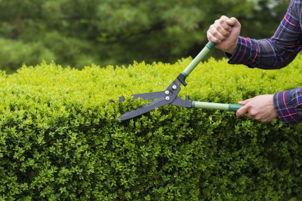 Cost of Evergreen Shrub Pruning in Clovis