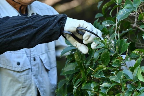 Holly Pruning in Clovis