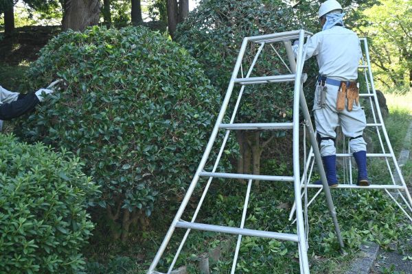 Cost of Holly Shaping in Clovis
