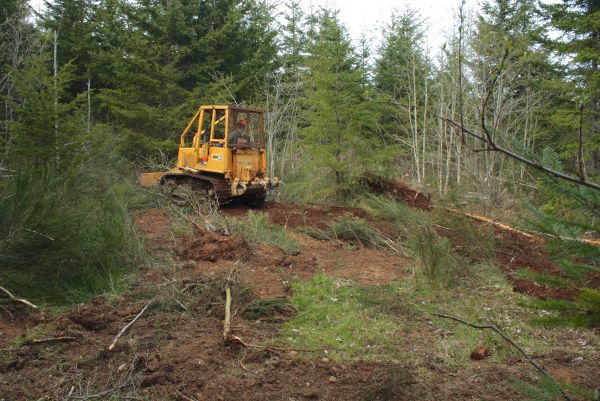 Cost of Shrubbery Clearing in Clovis