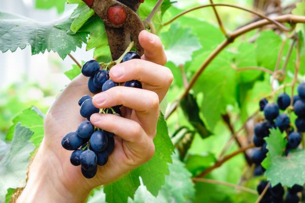 Cost of Vineyard Pruning in Clovis