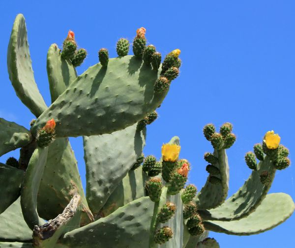 Cost of Cactus Removal in Clovis