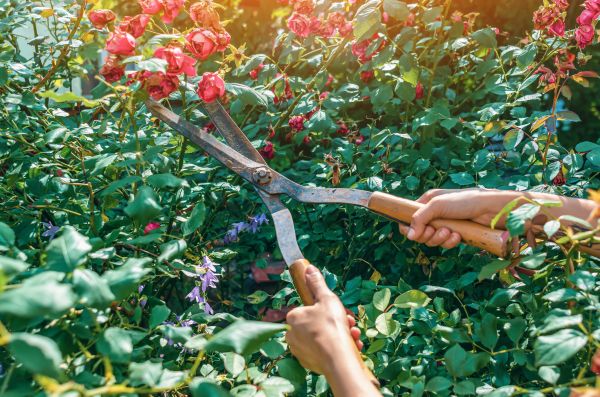 Knockout Roses Pruning in Clovis