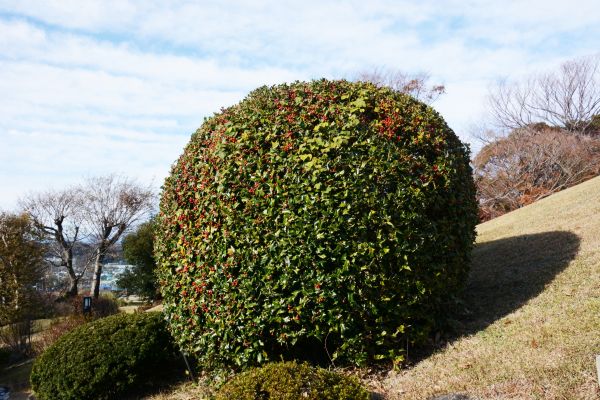 Holly Shrub Pruning in Clovis