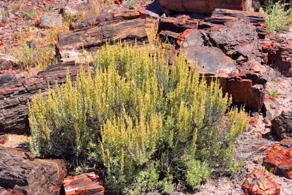 Cost of Sagebrush Removal in Clovis