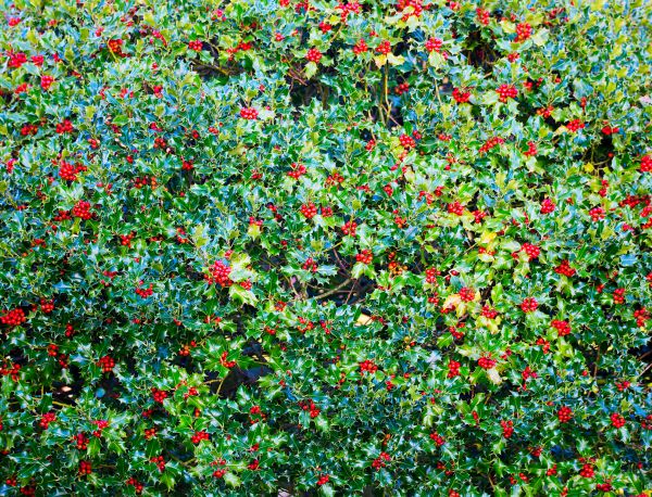 Cost of Holly Bush Removal in Clovis