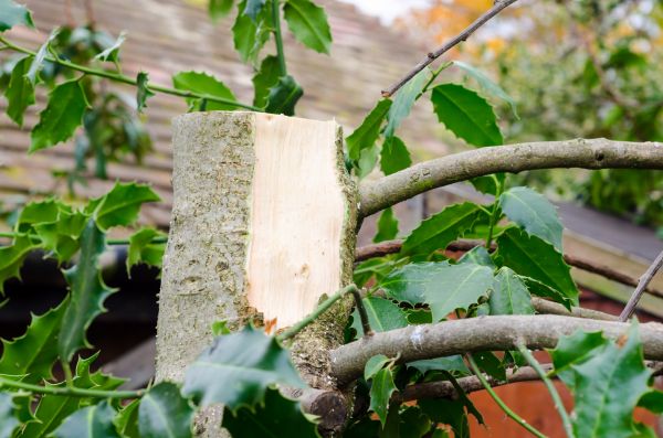 Cost of Holly Tree Removal in Clovis