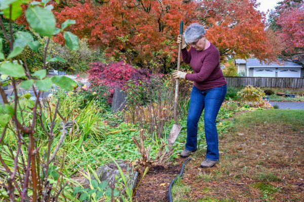 Cost of Dead Bush Removal in Clovis