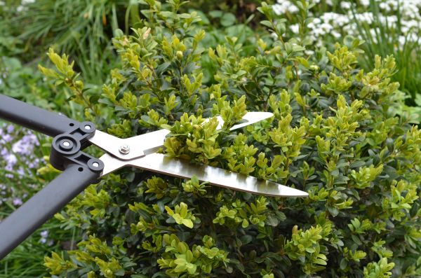 Boxwood Trimming in Clovis