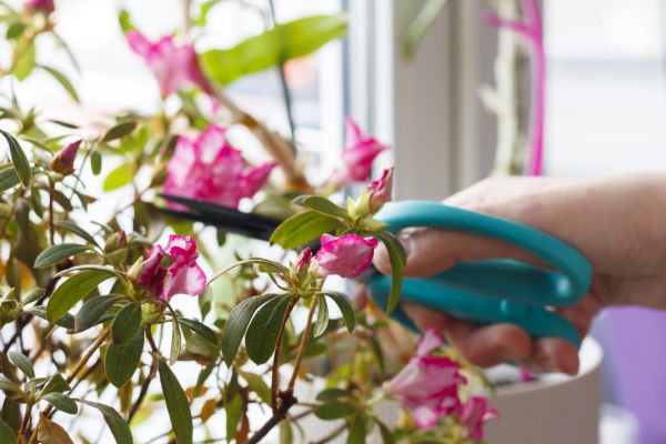 Azalea Pruning in Clovis