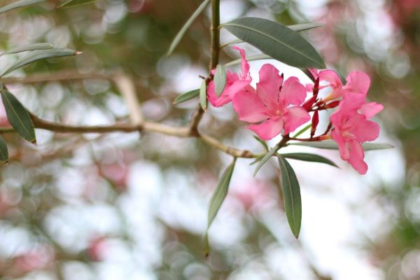 Cost of Oleander Removal in Clovis