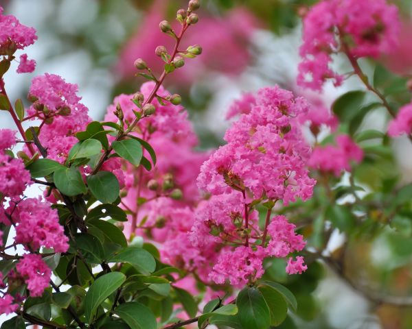 Cost of Crepe Myrtle Removal in Clovis