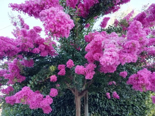 Crape Myrtle Pruning in Clovis