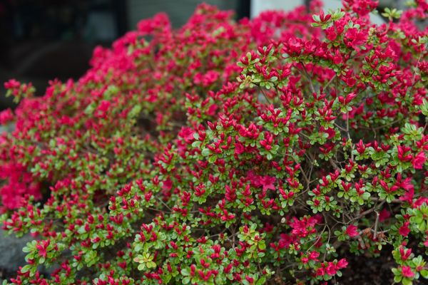 Cost of Weigela Removal Service in Clovis