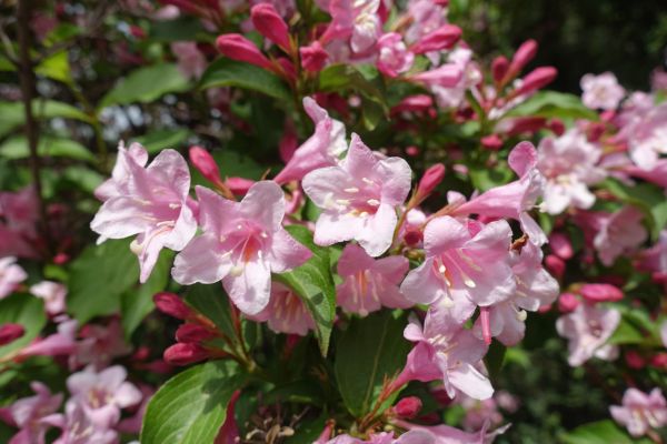Cost of Weigela Pruning Service in Clovis