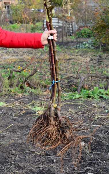 Cost of Shrub Root Removal in Clovis
