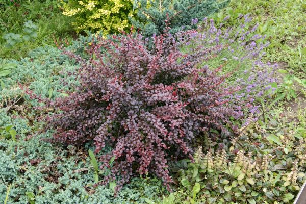 Cost of Japanese Barberry Removal in Clovis