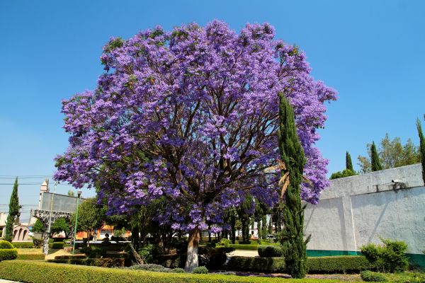 Cost of Jacaranda Pruning in Clovis