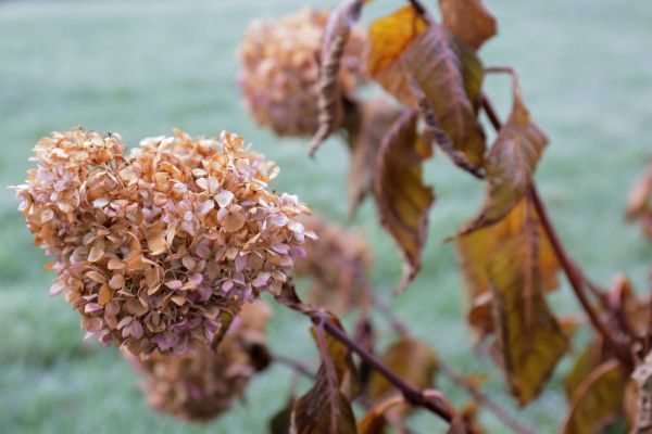 Cost of Hydrangea Removal in Clovis