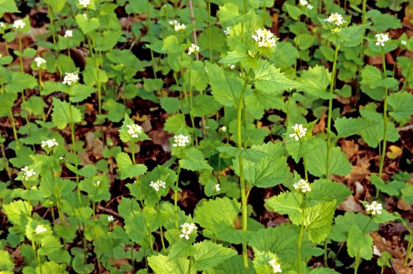 Cost of Garlic Mustard Removal in Clovis